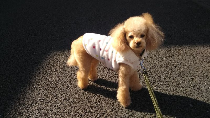 神奈川県大和市の犬の保育園 犬のしつけ教室